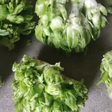 浏阳儿菜