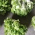 浏阳儿菜