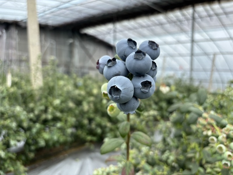 山东蓝莓🫐