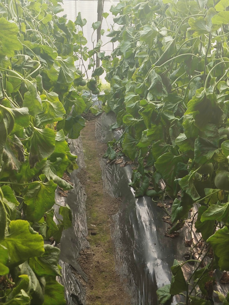 绿宝甜瓜