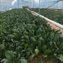 大叶菠菜25到30公分