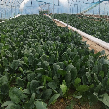 大叶菠菜25到30公分