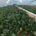 大叶菠菜25到30公分