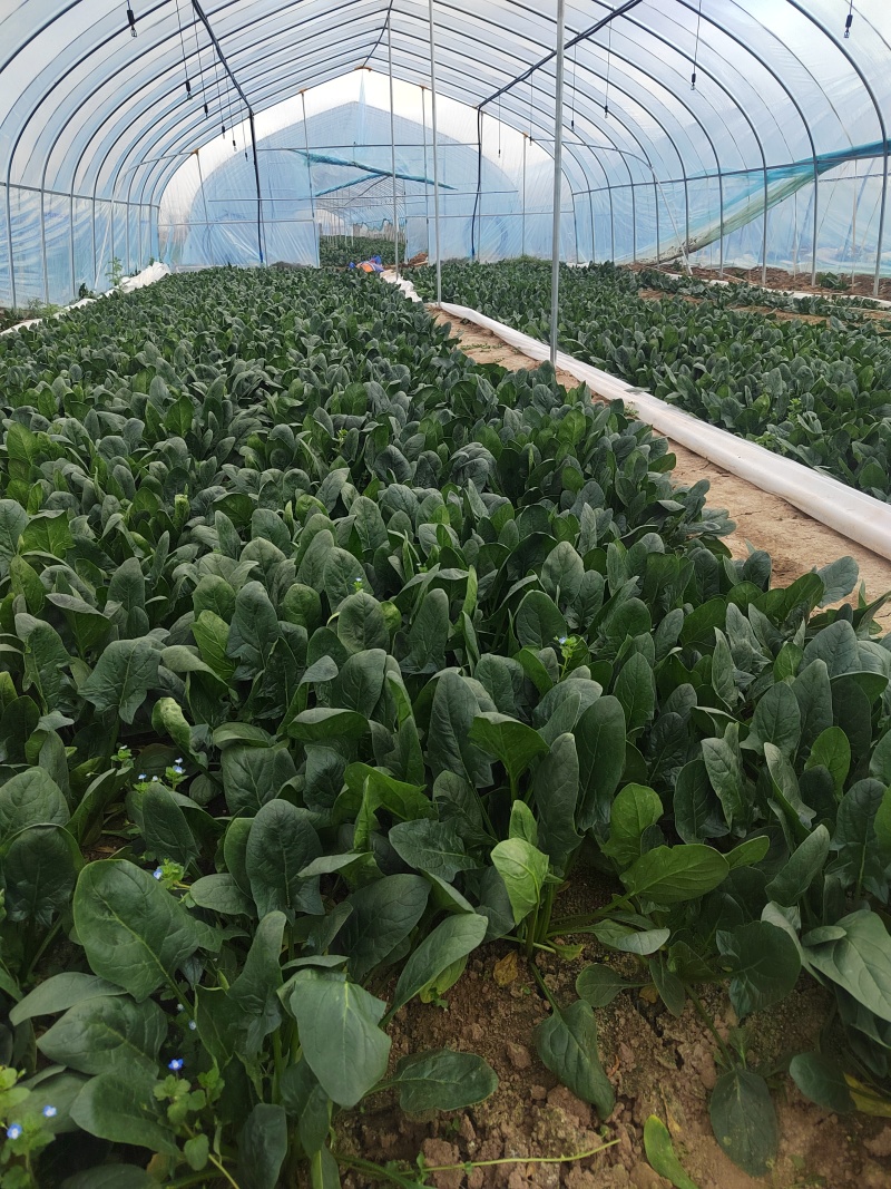 大叶菠菜25到30公分