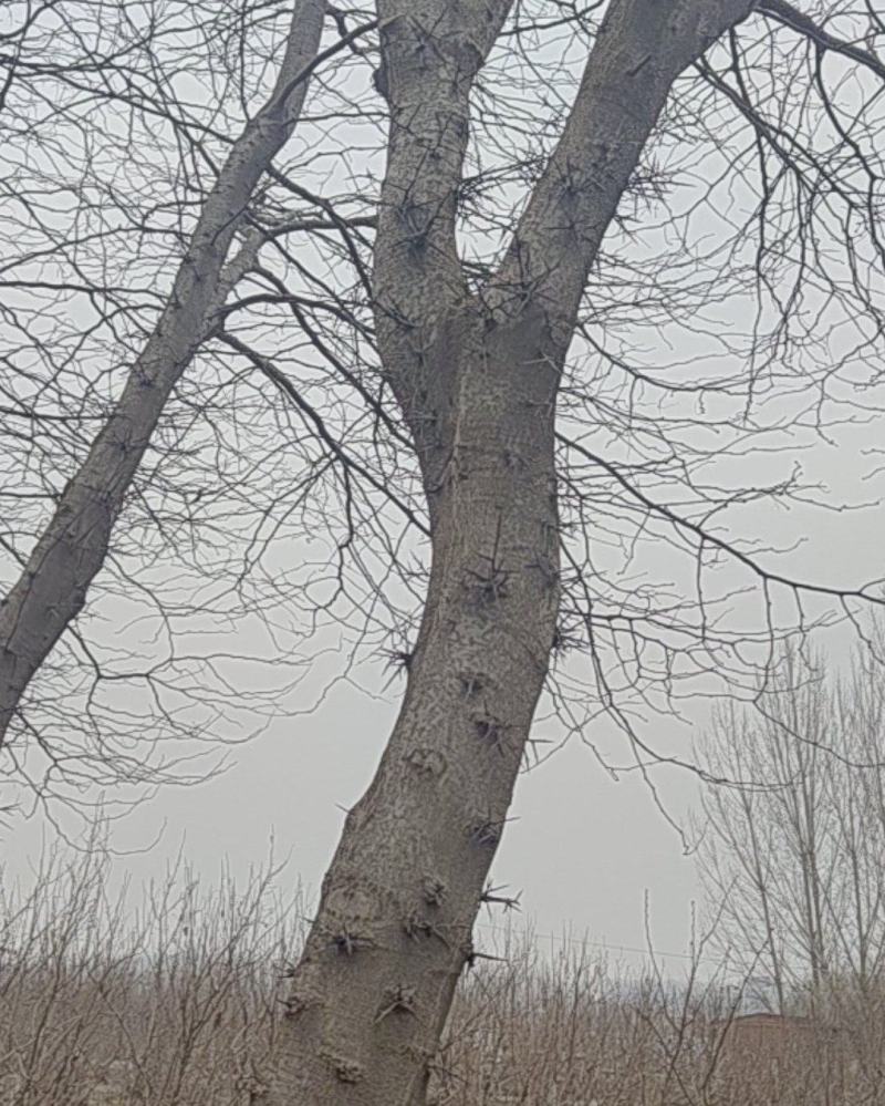 皂角树直径63-----8516棵