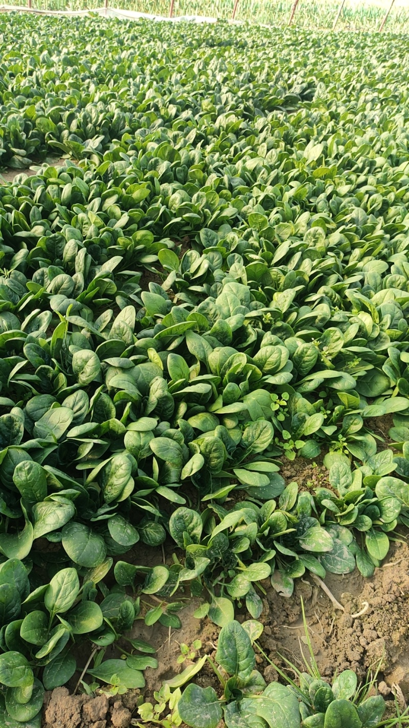 菠菜圆叶菠菜大量产地供应