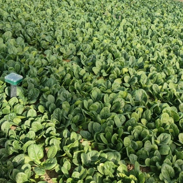 菠菜圆叶菠菜大量产地供应