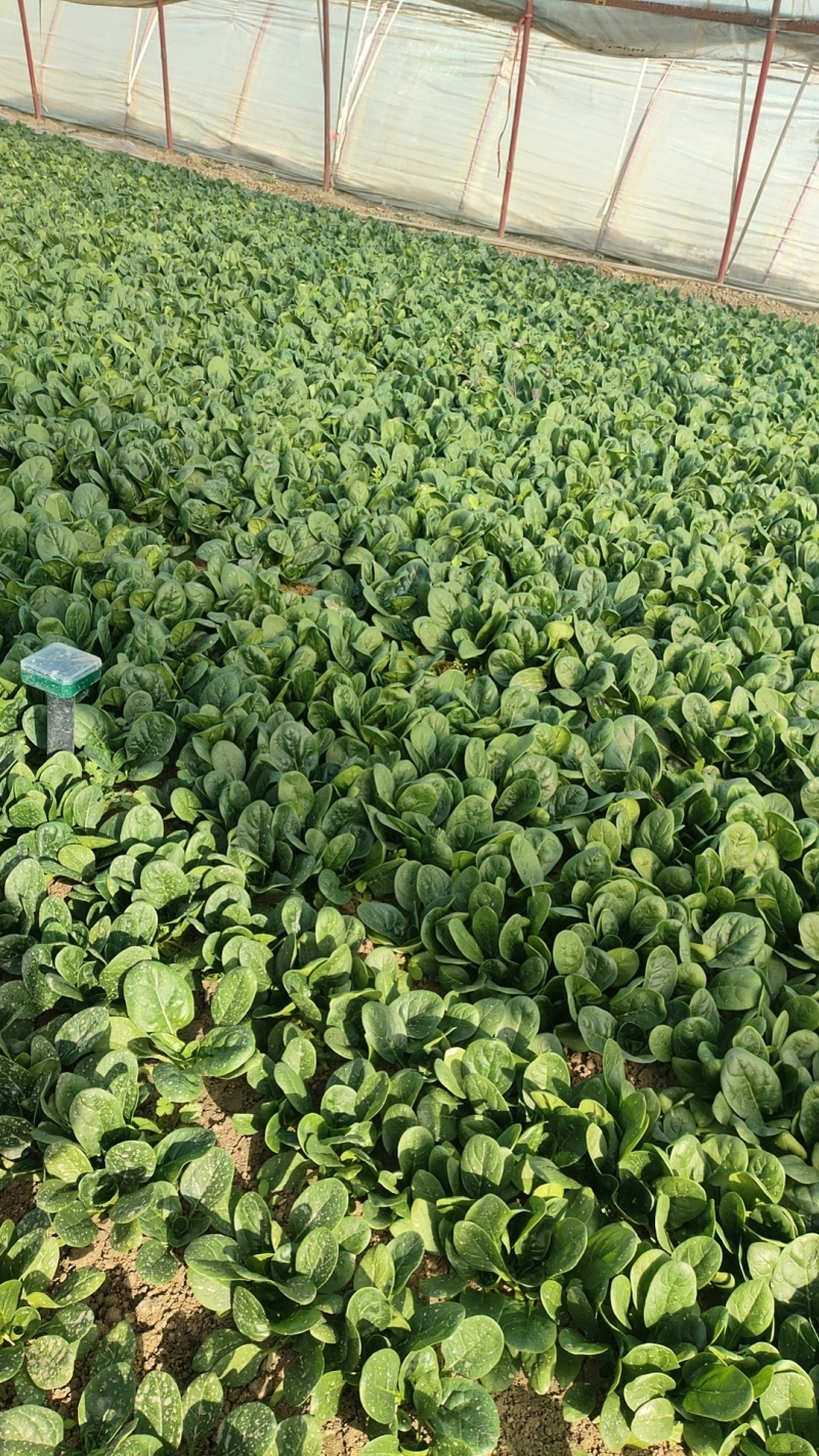菠菜圆叶菠菜大量产地供应