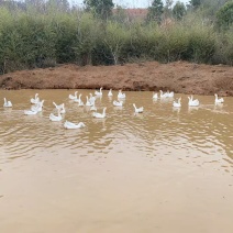农家大鹅