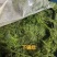 新鲜海菜不同海菜不同价位