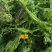 新鲜海菜不同海菜不同价位