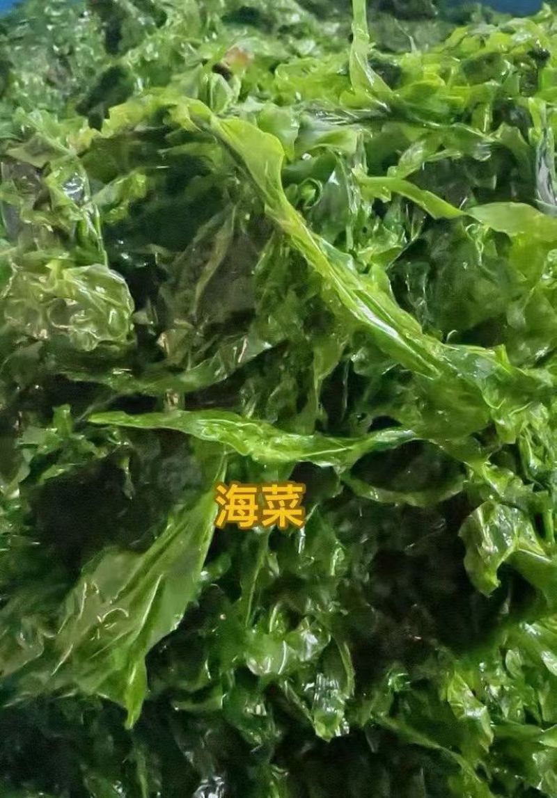 新鲜海菜不同海菜不同价位