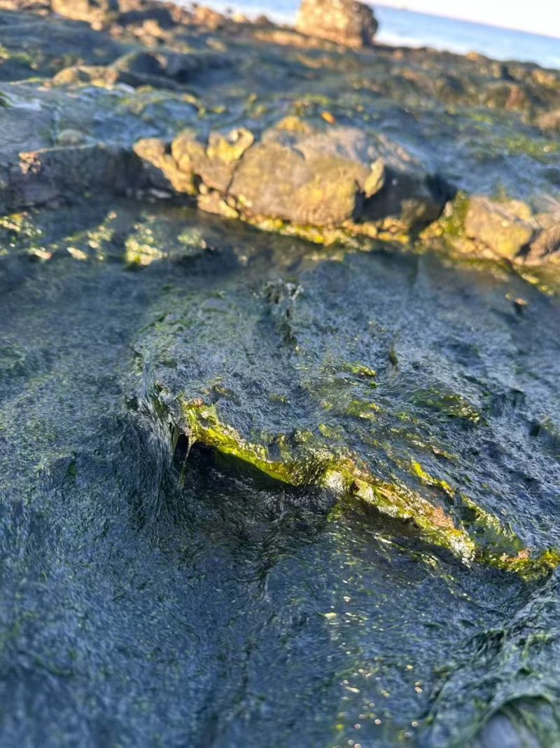 新鲜海菜不同海菜不同价位