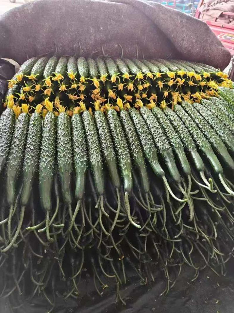 中牟黄瓜