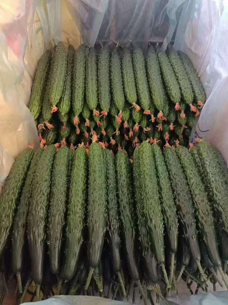 中牟黄瓜