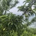 贵州六马蜂糖李