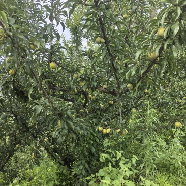 贵州六马蜂糖李
