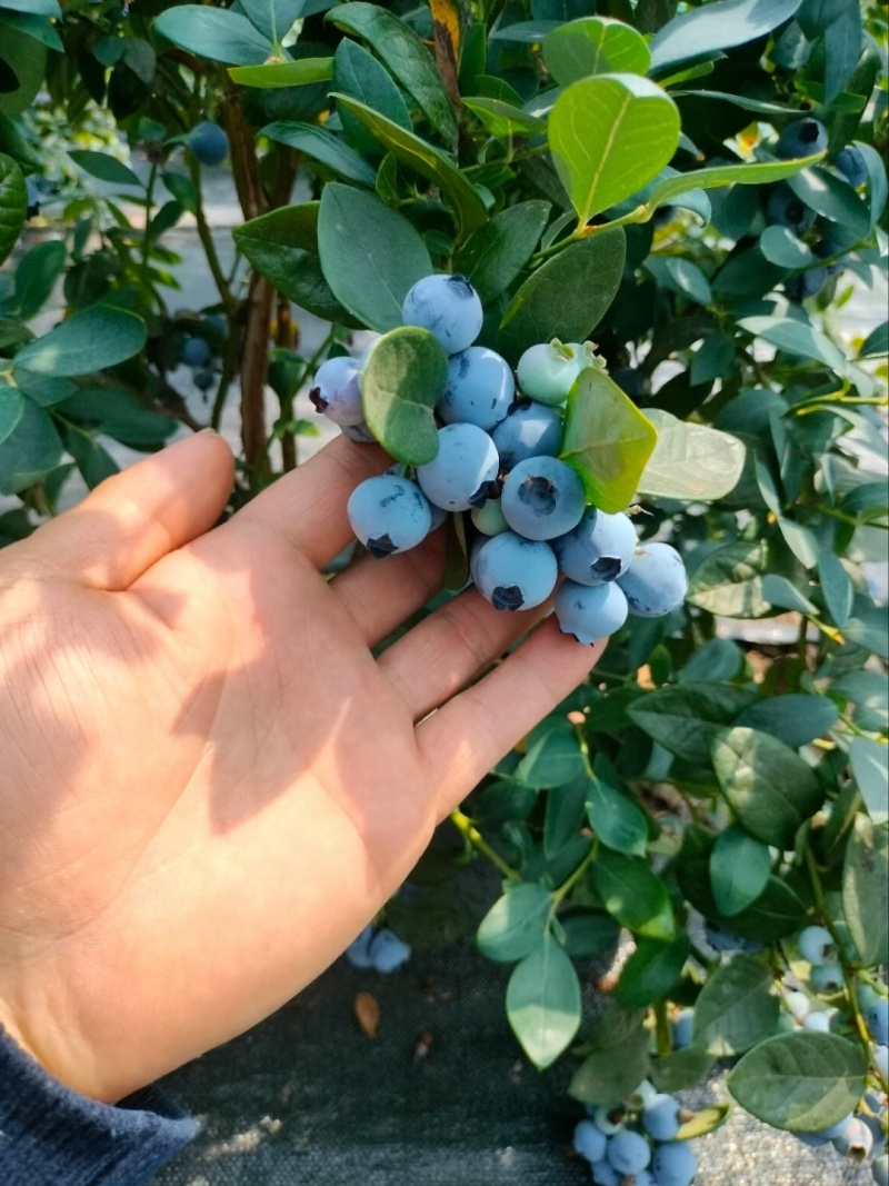 蓝莓