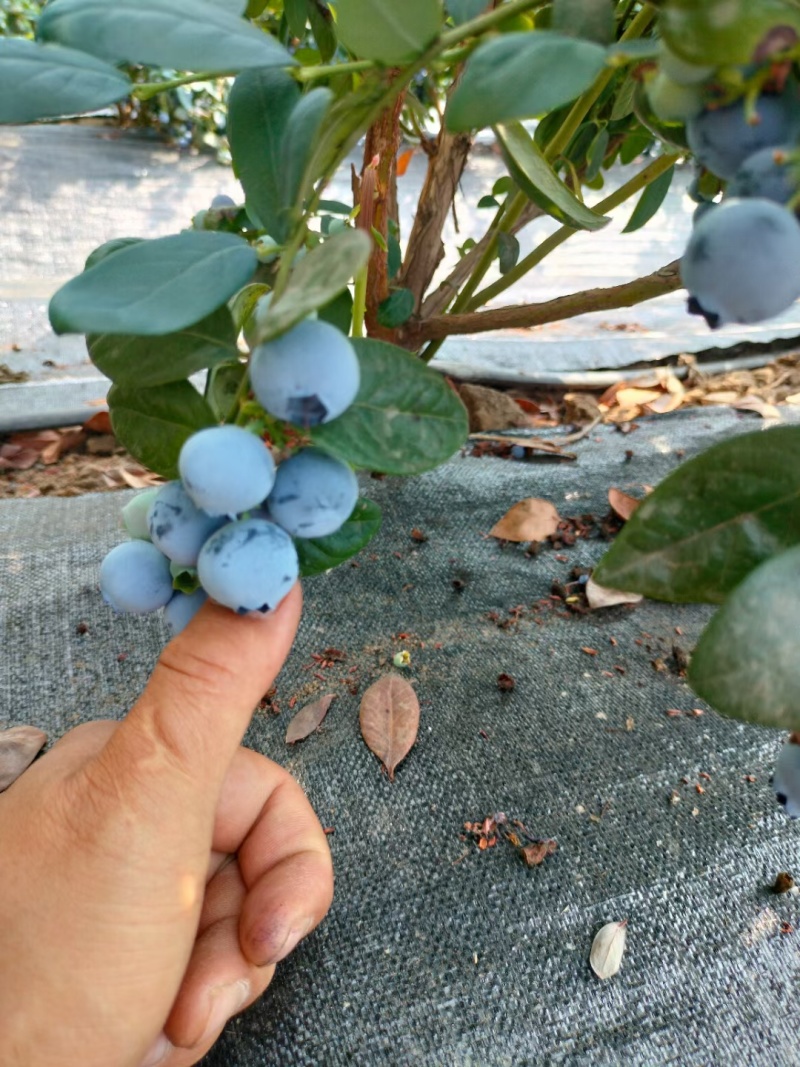 蓝莓