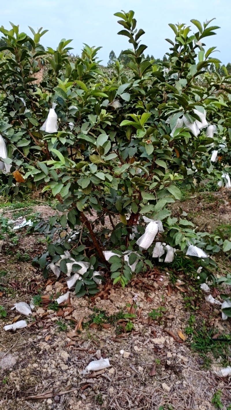 广东湛江番石榴（四季桃西瓜红红宝石）