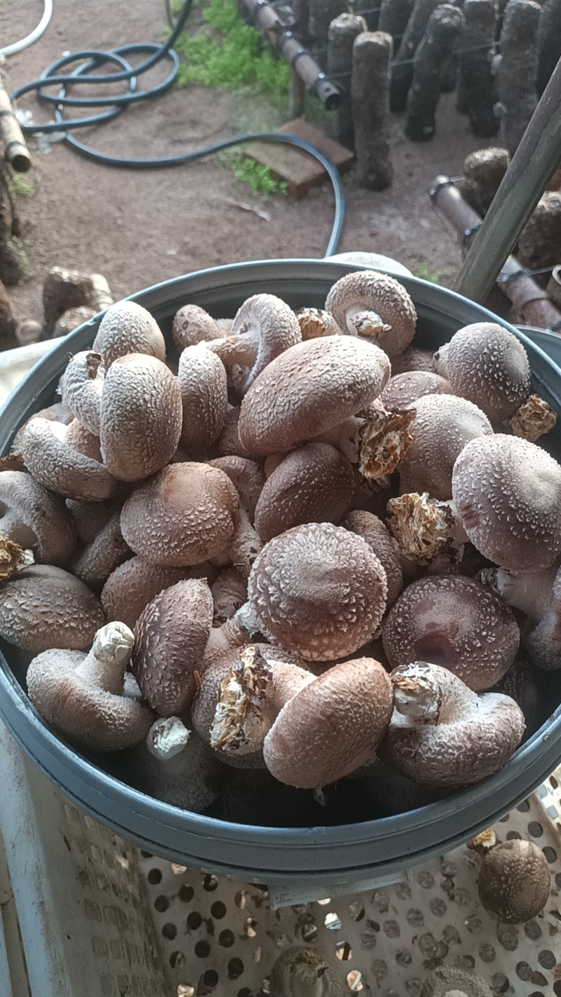 香菇