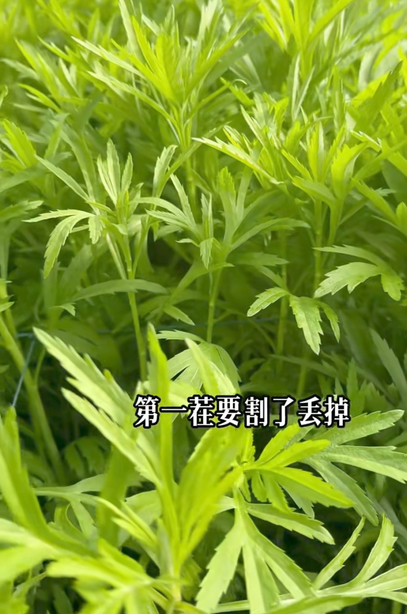 黎蒿