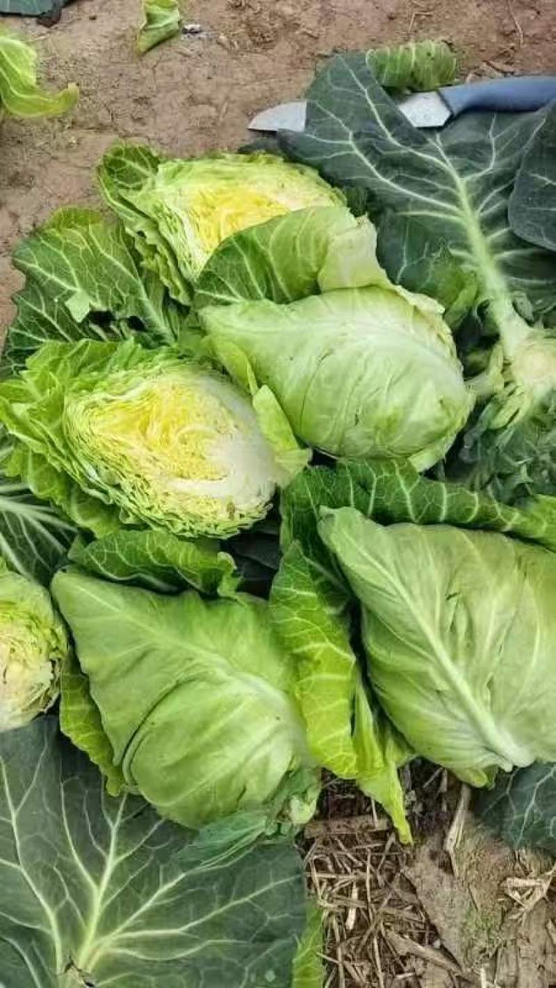 精品牛心菜供市场平台电商食堂