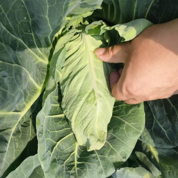 精品牛心菜供市场平台电商食堂