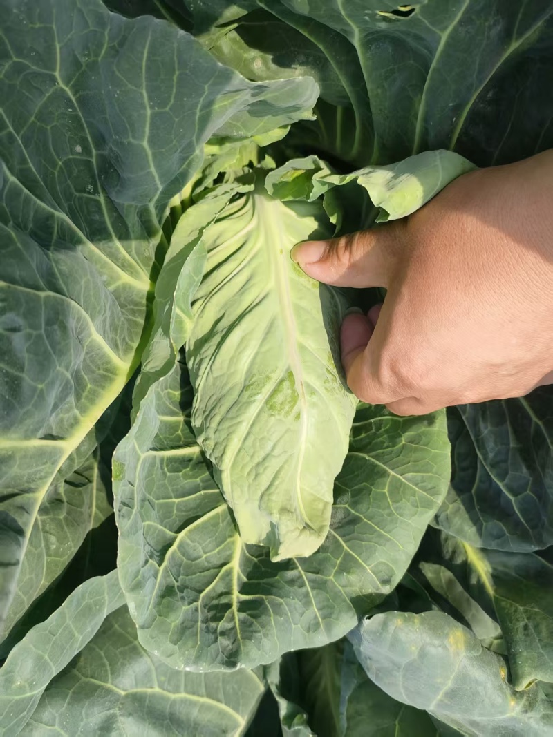 精品牛心菜供市场平台电商食堂