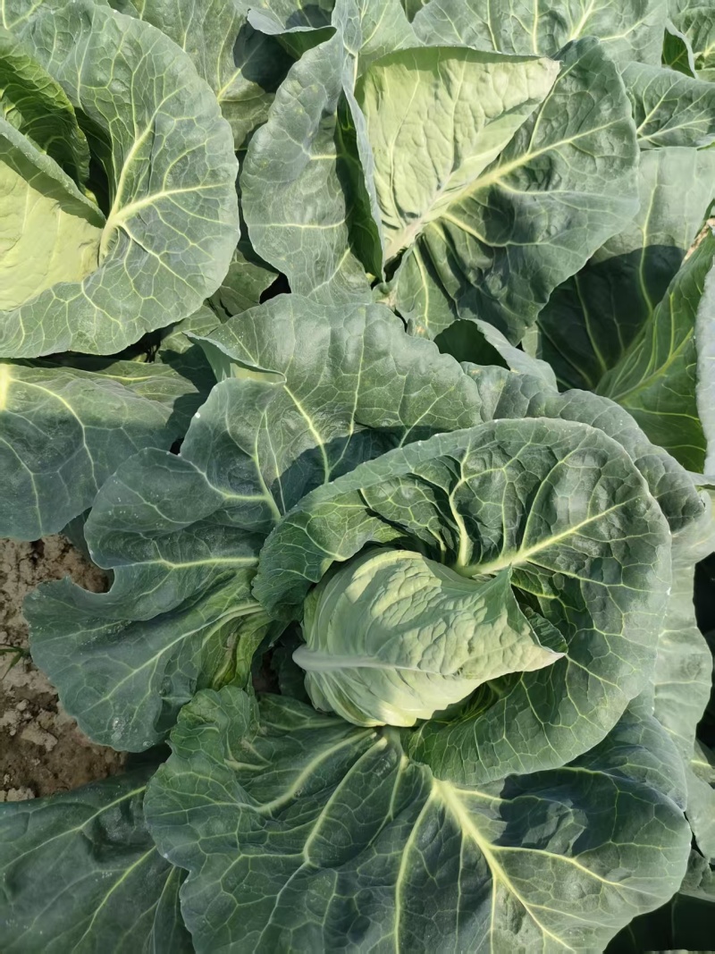 精品牛心菜供市场平台电商食堂