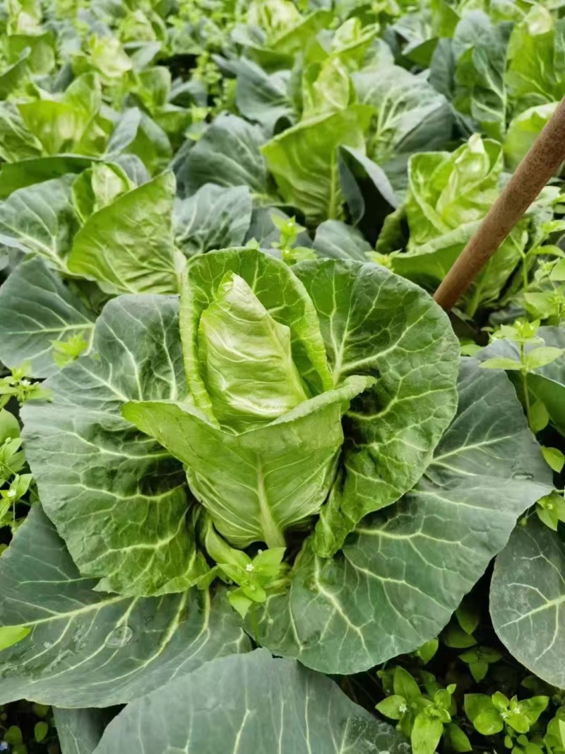 精品牛心菜供市场平台电商食堂