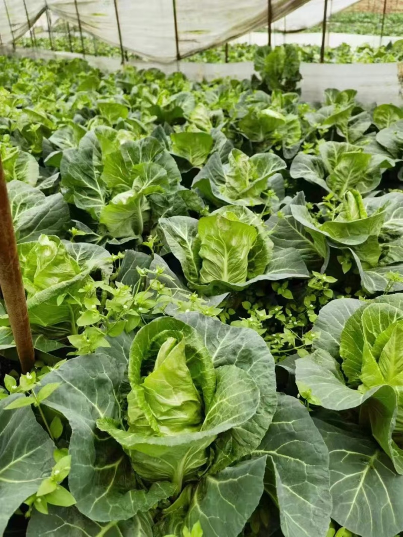精品牛心菜供市场平台电商食堂
