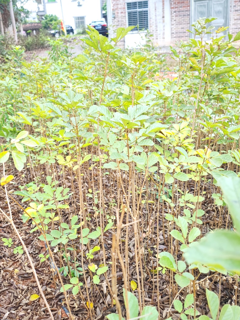黄花风铃木，一米以上高，一公分粗头，地苗保湿发货