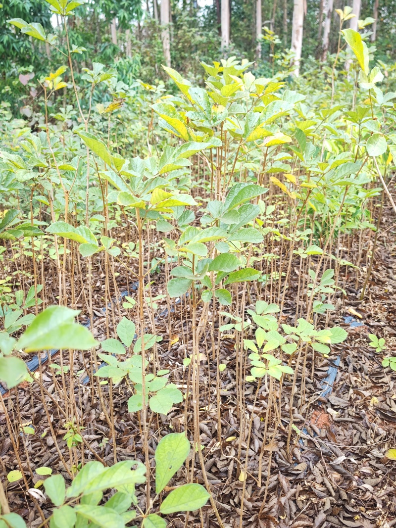 黄花风铃木，一米以上高，一公分粗头，地苗保湿发货