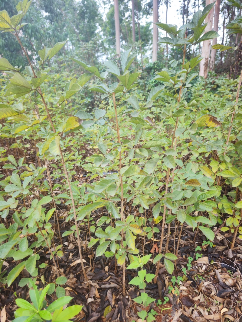 黄花风铃木，一米以上高，一公分粗头，地苗保湿发货