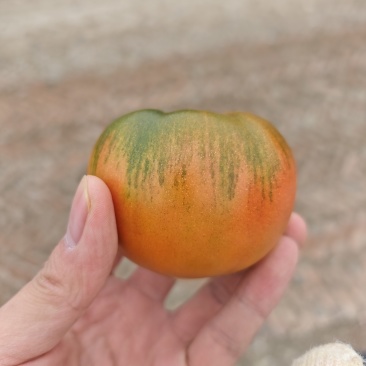 铁皮西红柿水果草莓柿子
