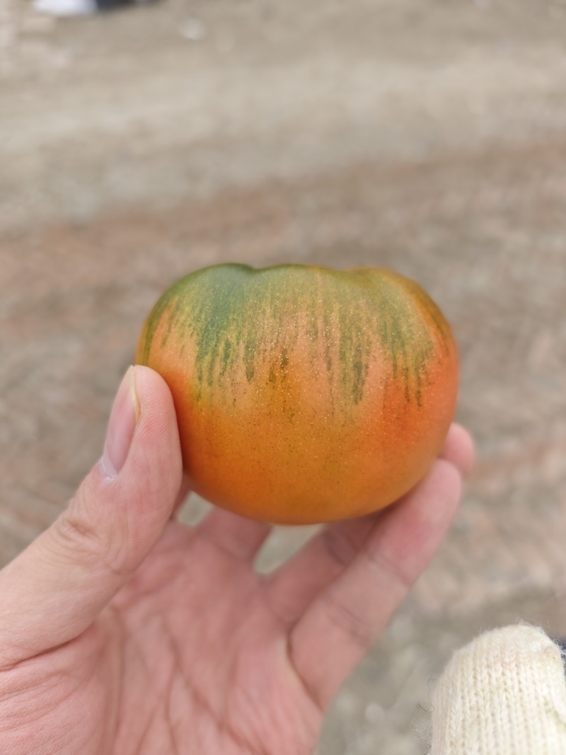 铁皮西红柿水果草莓柿子