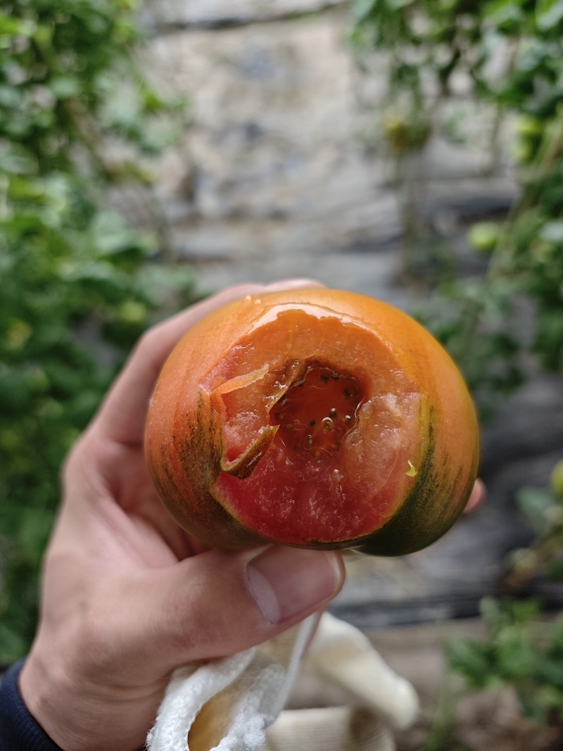 铁皮西红柿水果草莓柿子