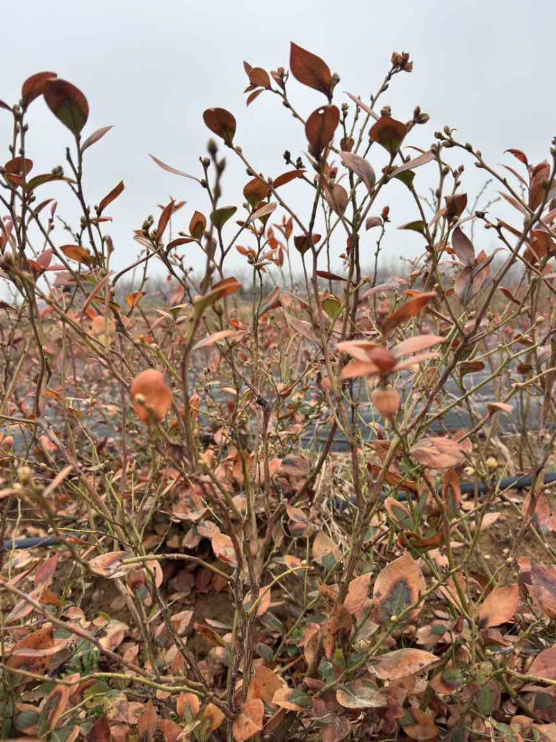 精品带花带果地栽蓝莓苗