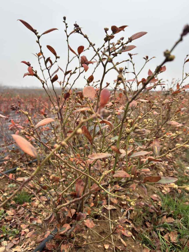 精品带花带果地栽蓝莓苗