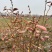 精品带花带果地栽蓝莓苗
