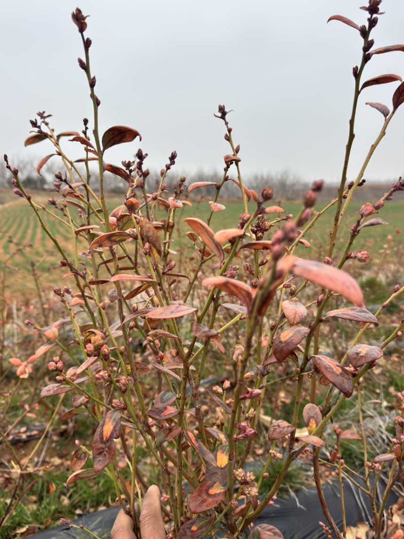 精品带花带果地栽蓝莓苗