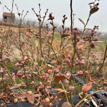 精品带花带果地栽蓝莓苗