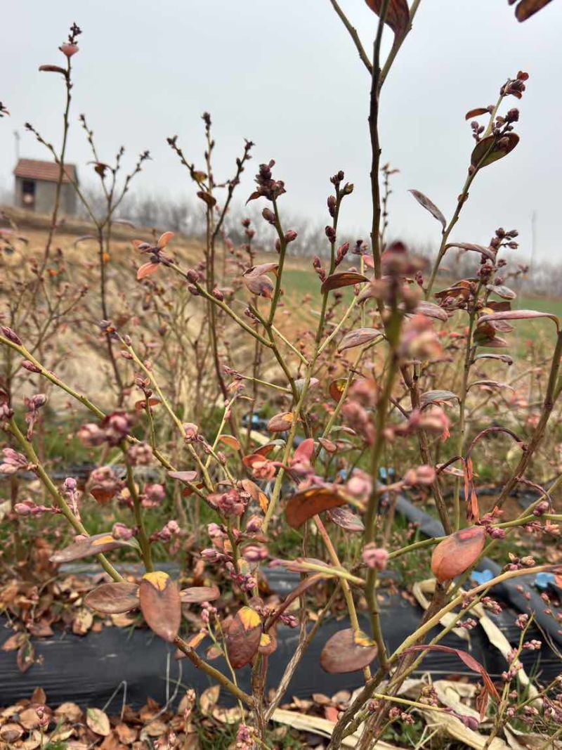 精品带花带果地栽蓝莓苗