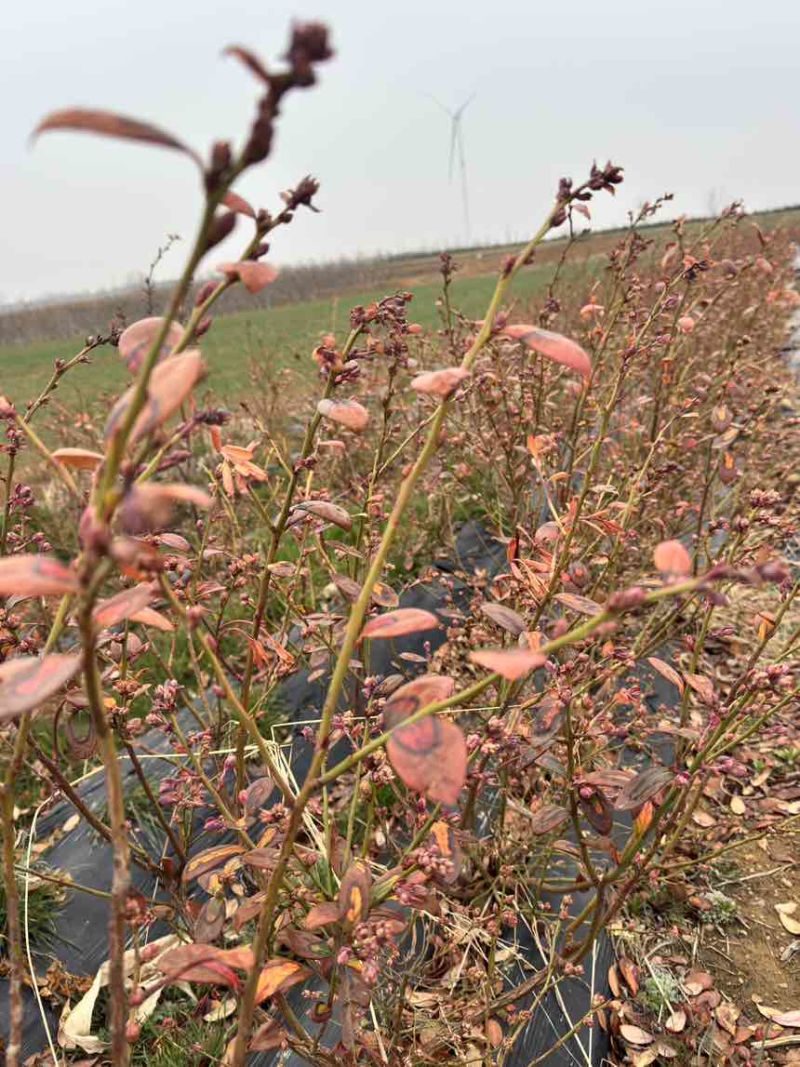 精品带花带果地栽蓝莓苗