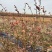 精品带花带果地栽蓝莓苗