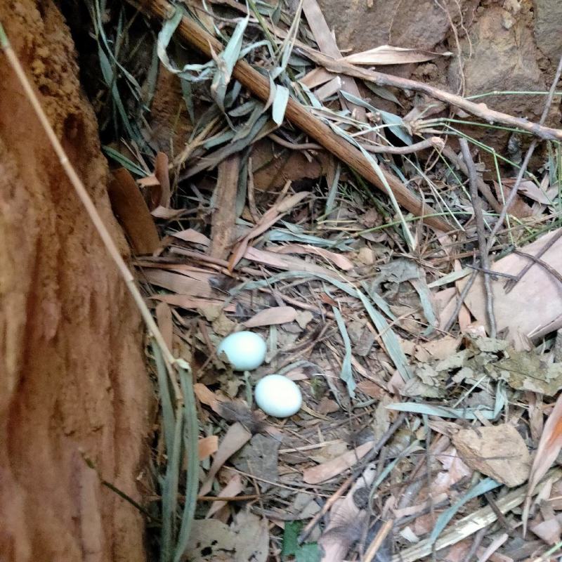 农家散养绿壳土鸡蛋，纯粮食喂养。