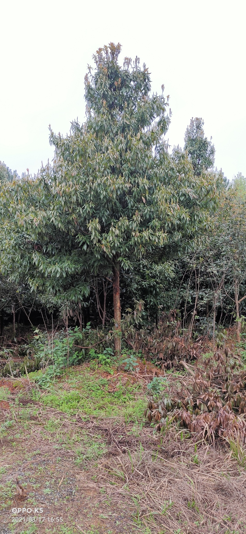 楠木苗