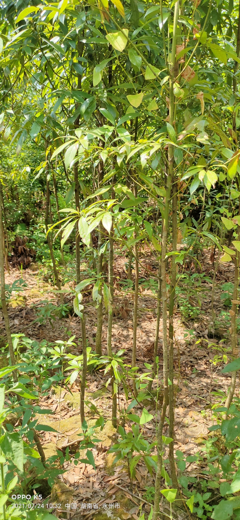 楠木苗