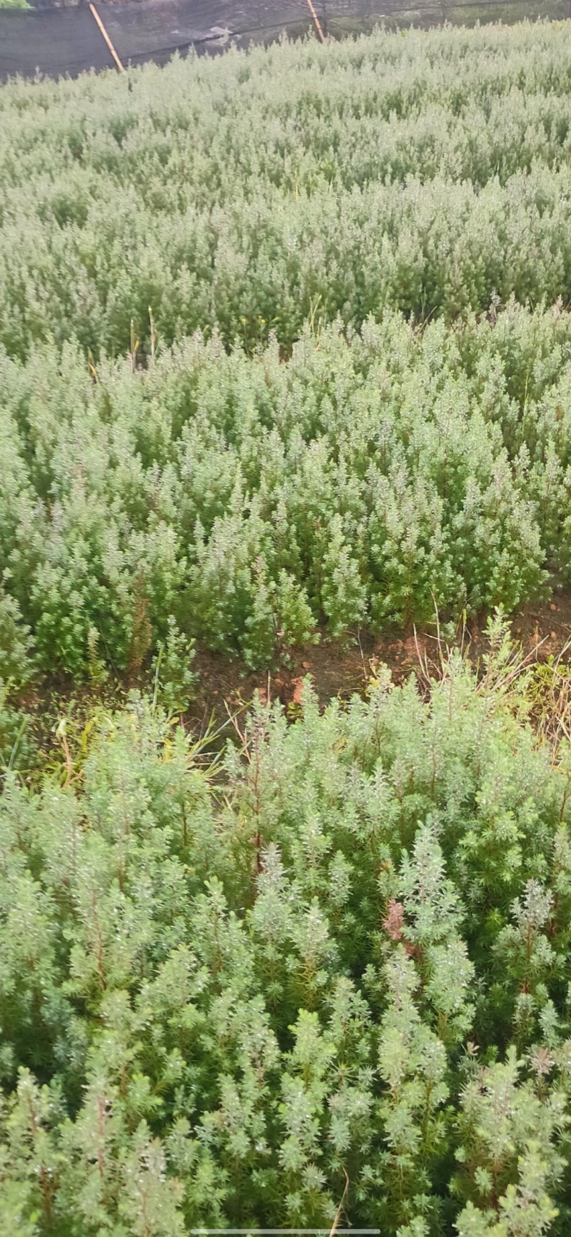 柏木苗